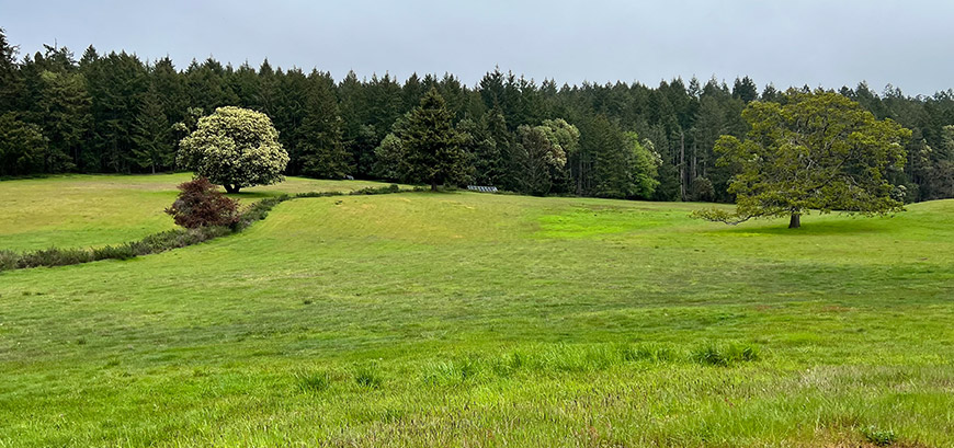 Green, grassy field with trees